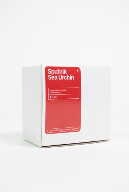 Sputnik Urchin - Stemcell Science Shop