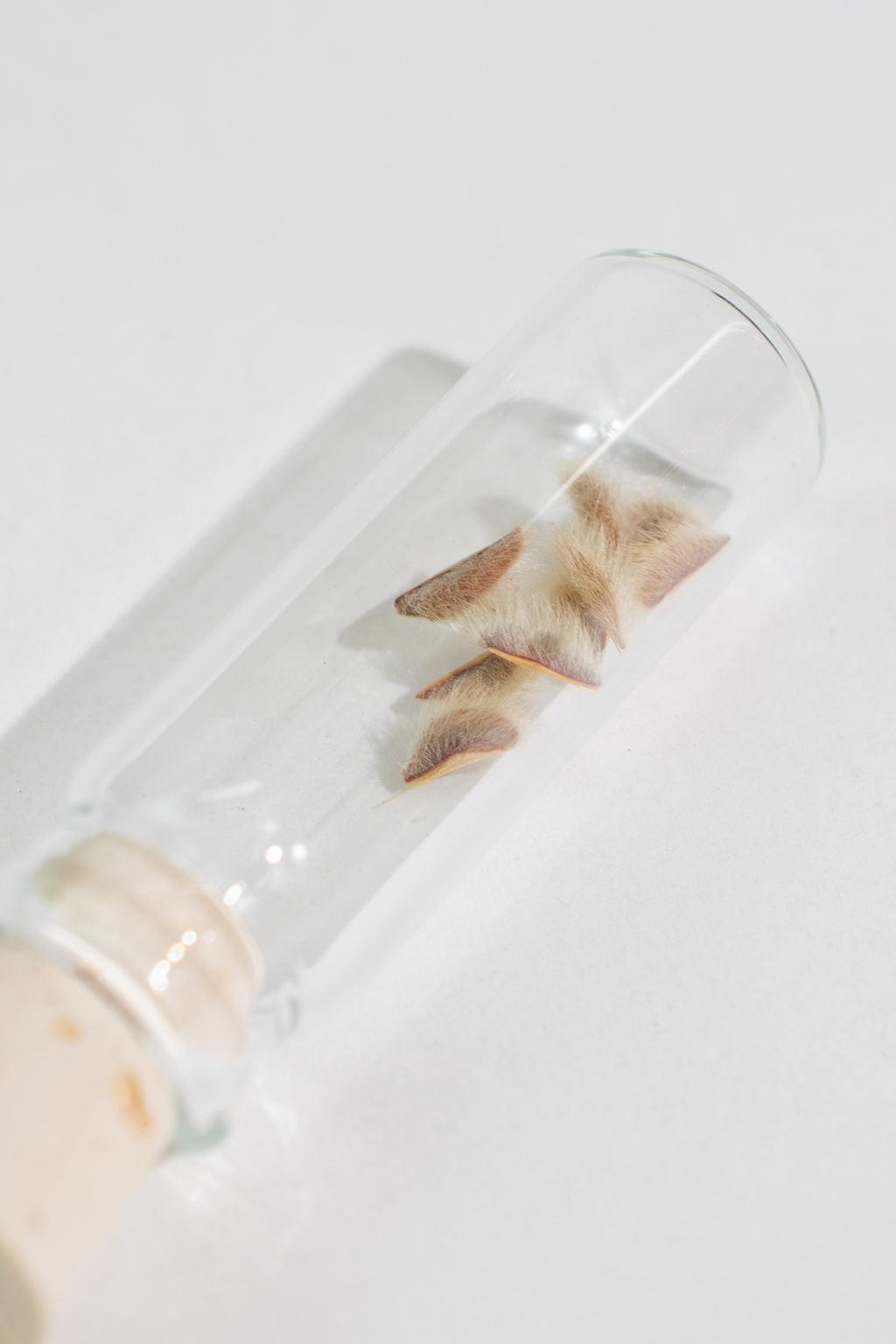 Creosote Bush Seeds, Default Title at Stemcell Science Shop