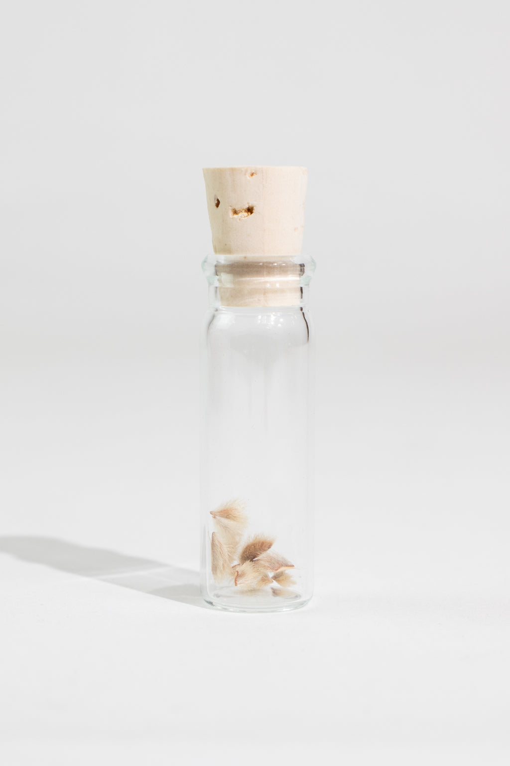 Creosote Bush Seeds, Default Title at Stemcell Science Shop