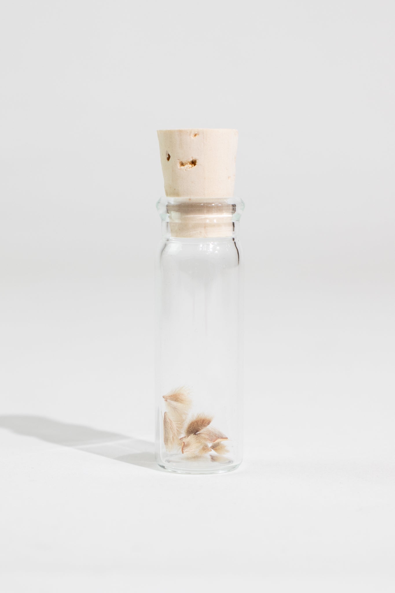 Creosote Bush Seeds, Default Title at Stemcell Science Shop