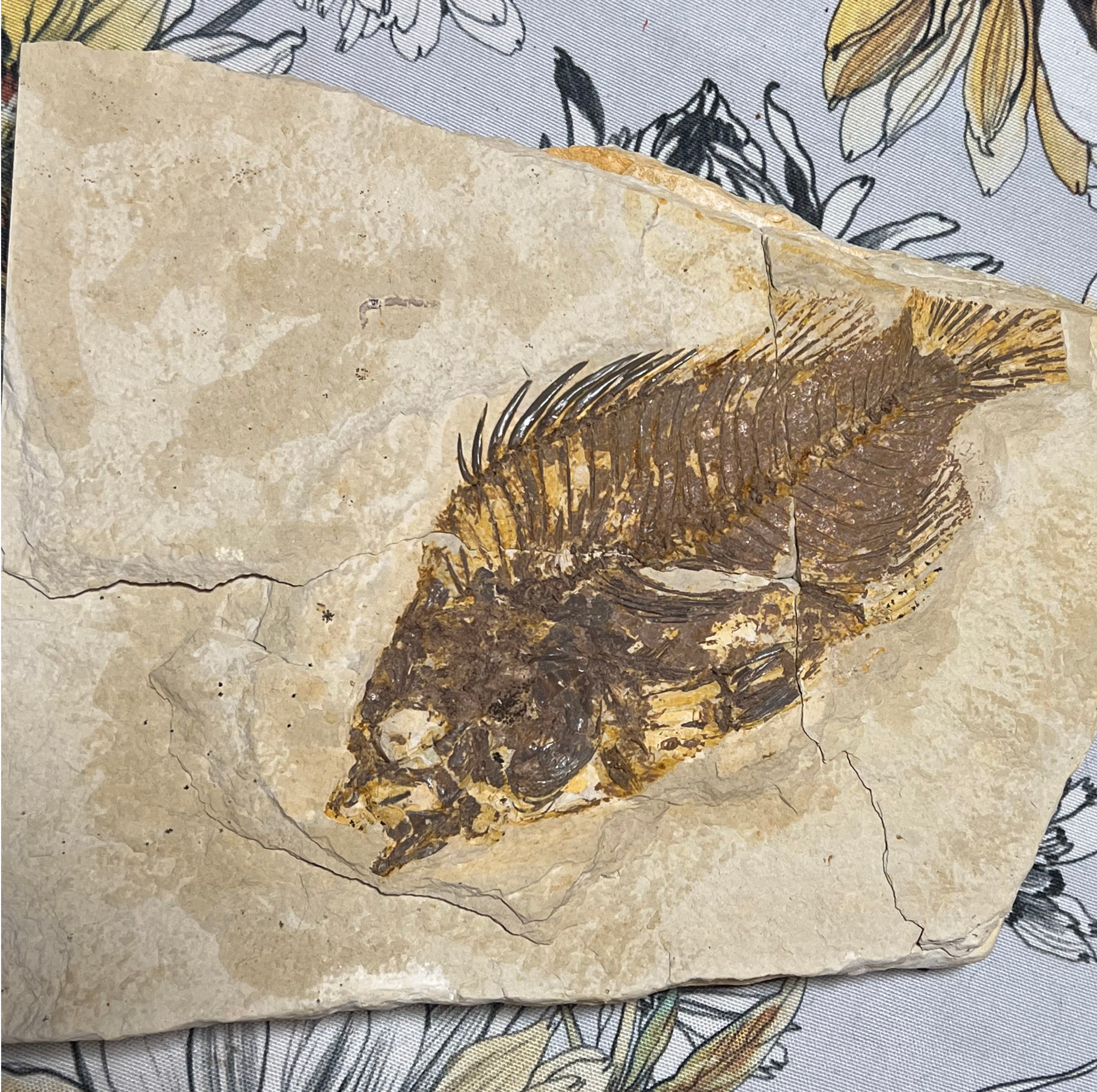Priscacara serrata fossil #002, Default Title at Stemcell Science Shop