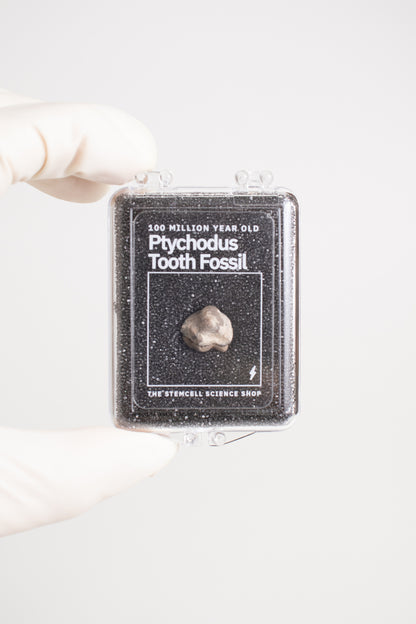 Ptychodus Tooth