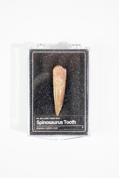 Spinosaurus Tooth (#S14)