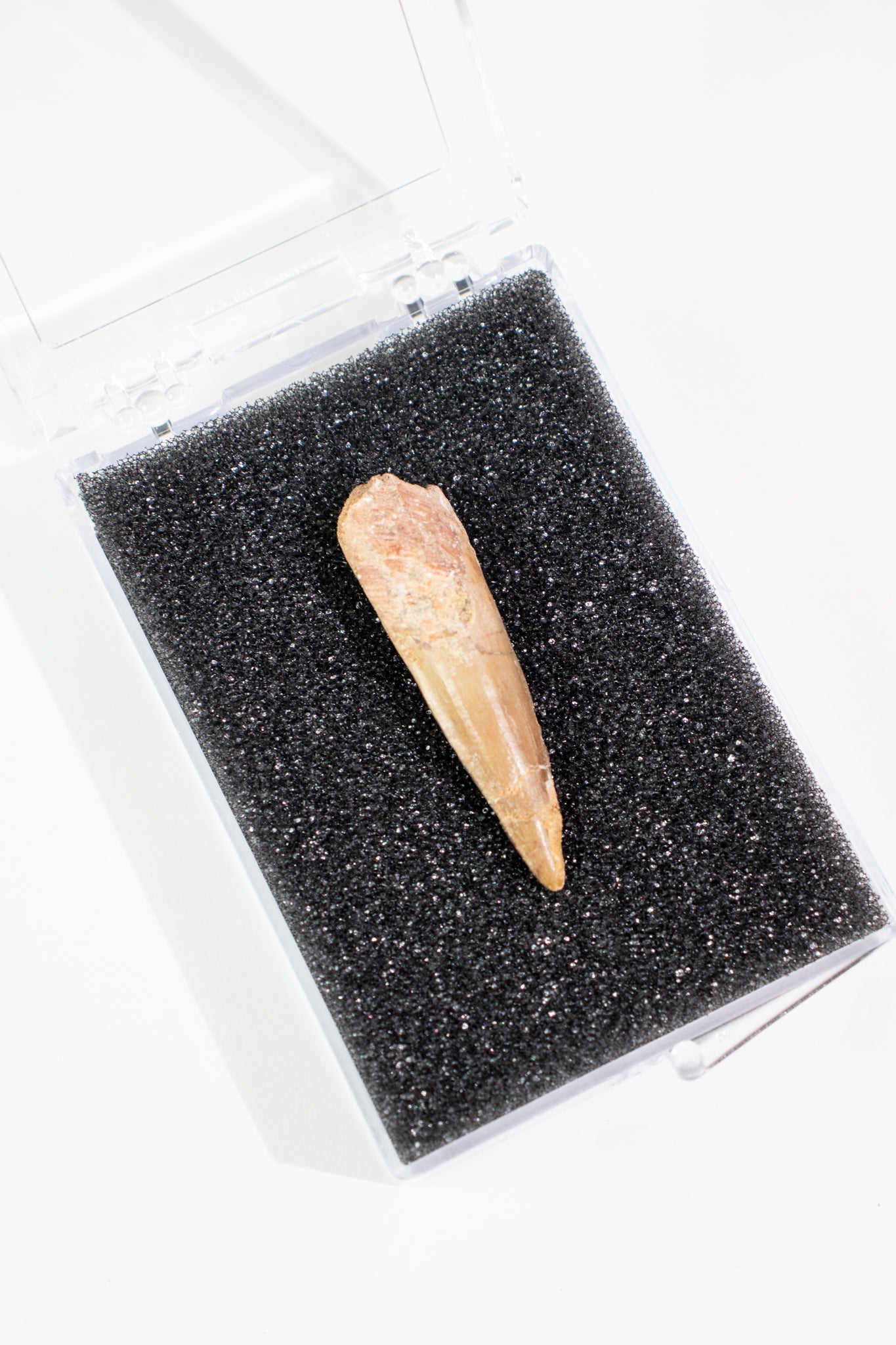 Spinosaurus Tooth (#S14)