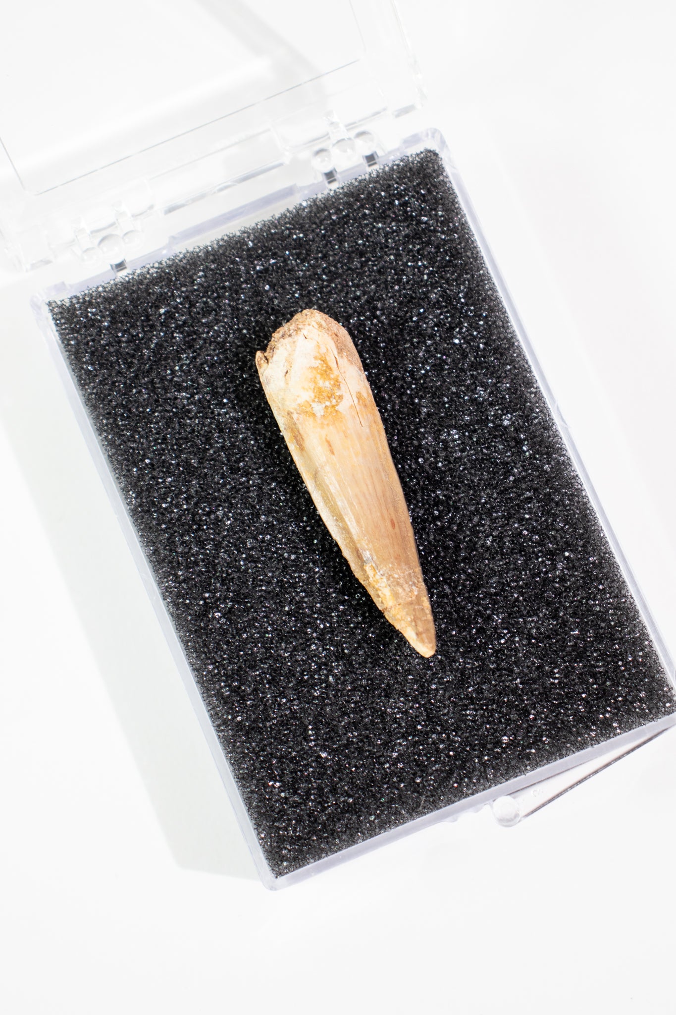 Spinosaurus Tooth (#S14)