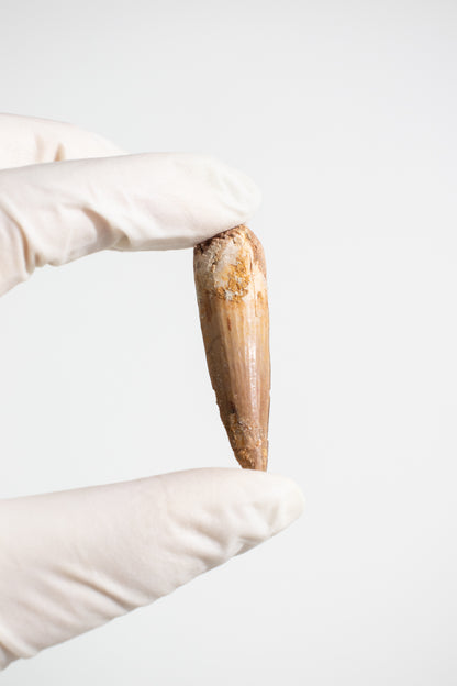 Spinosaurus Tooth (#S14)