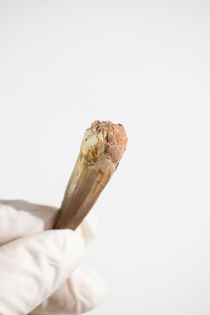 Spinosaurus Tooth (#S14)