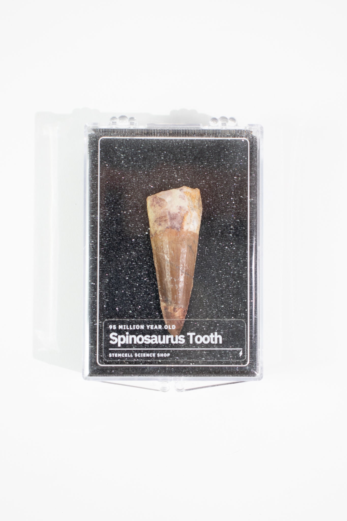 Spinosaurus Tooth (#S15)