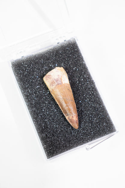 Spinosaurus Tooth (#S15)