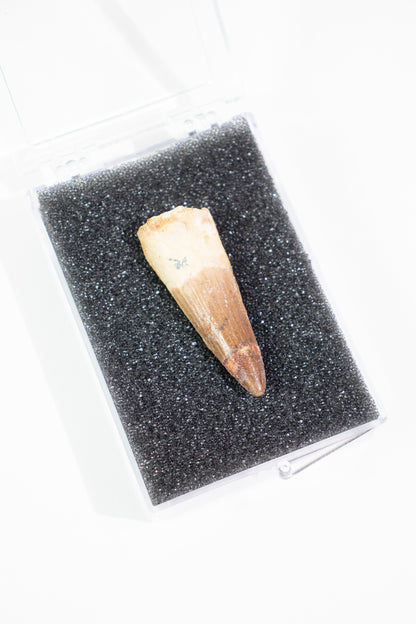 Spinosaurus Tooth (#S15)