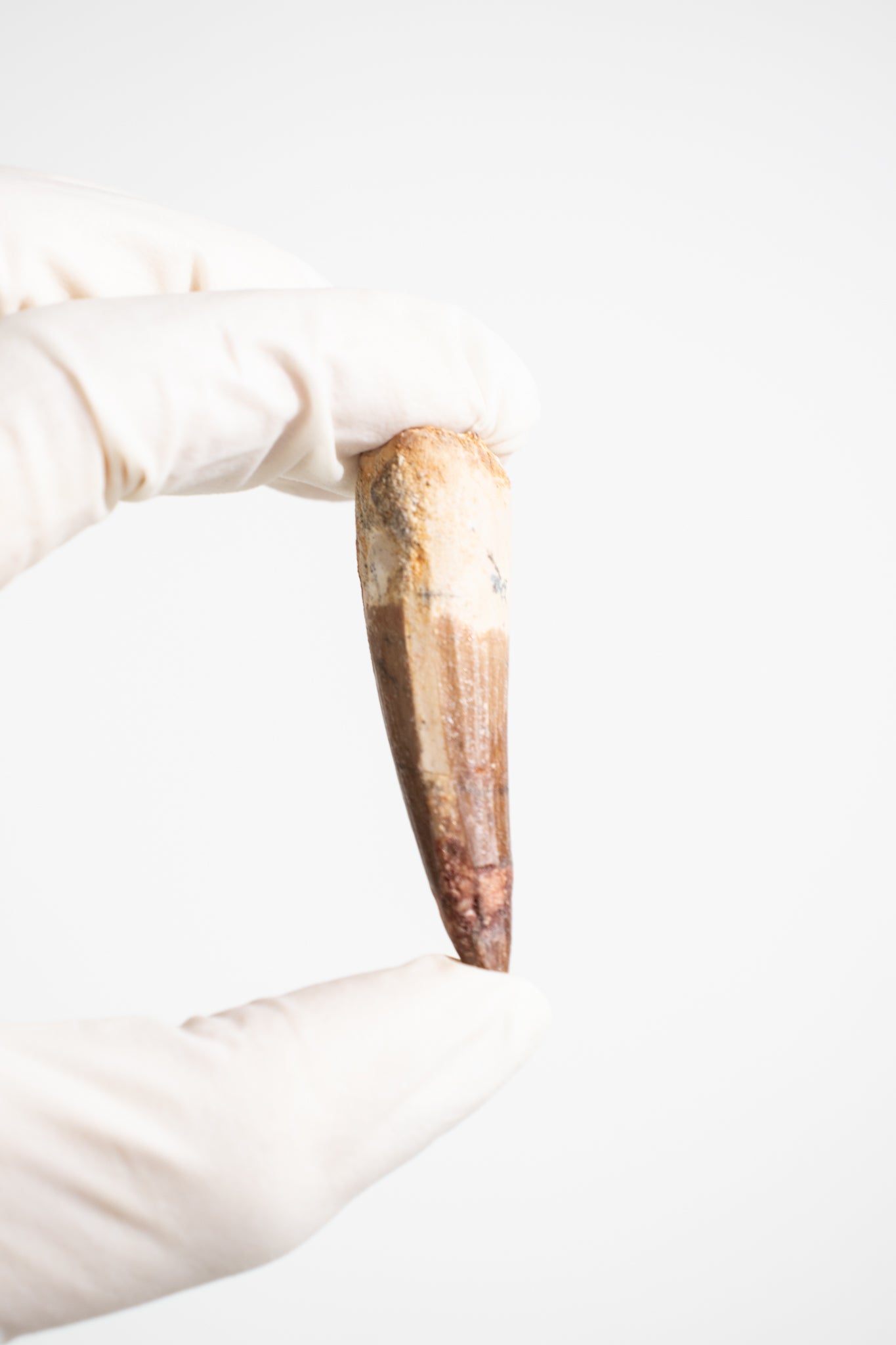 Spinosaurus Tooth (#S15)