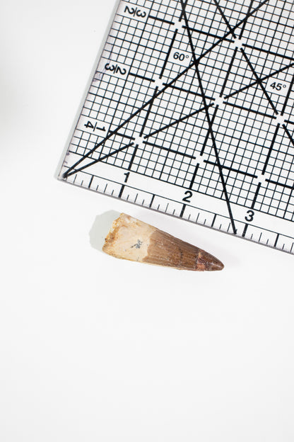 Spinosaurus Tooth (#S15)