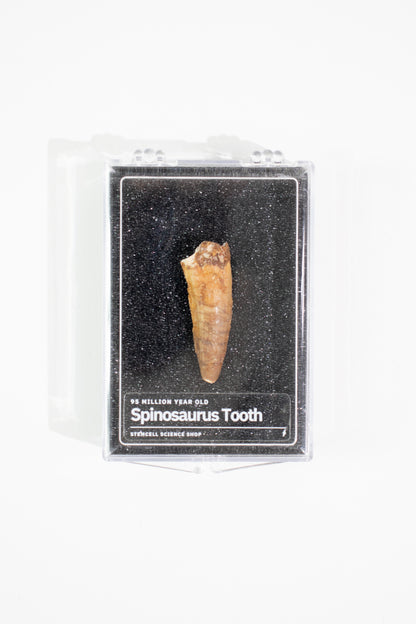 Spinosaurus Tooth (#S16)