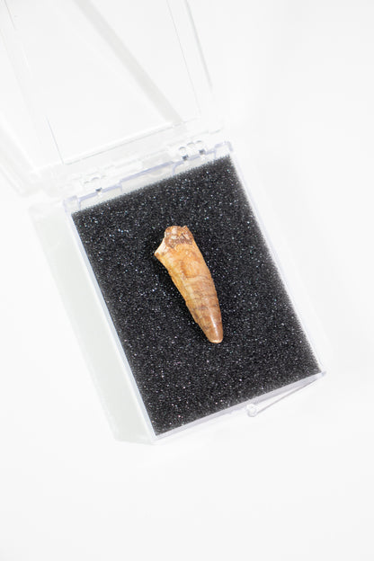 Spinosaurus Tooth (#S16)