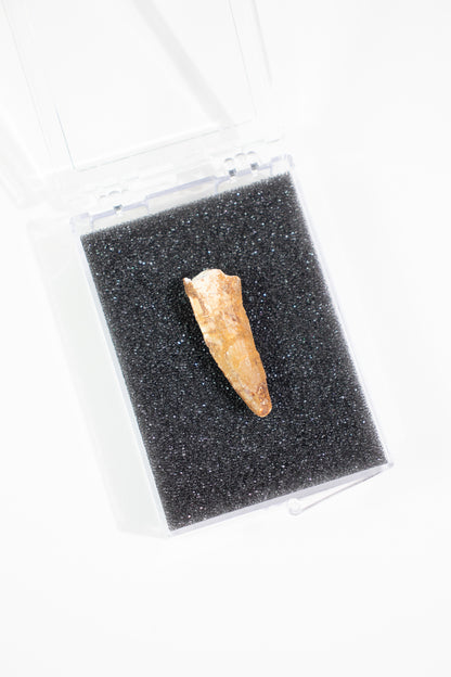 Spinosaurus Tooth (#S16)