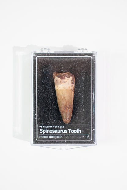 Spinosaurus Tooth (#S17)