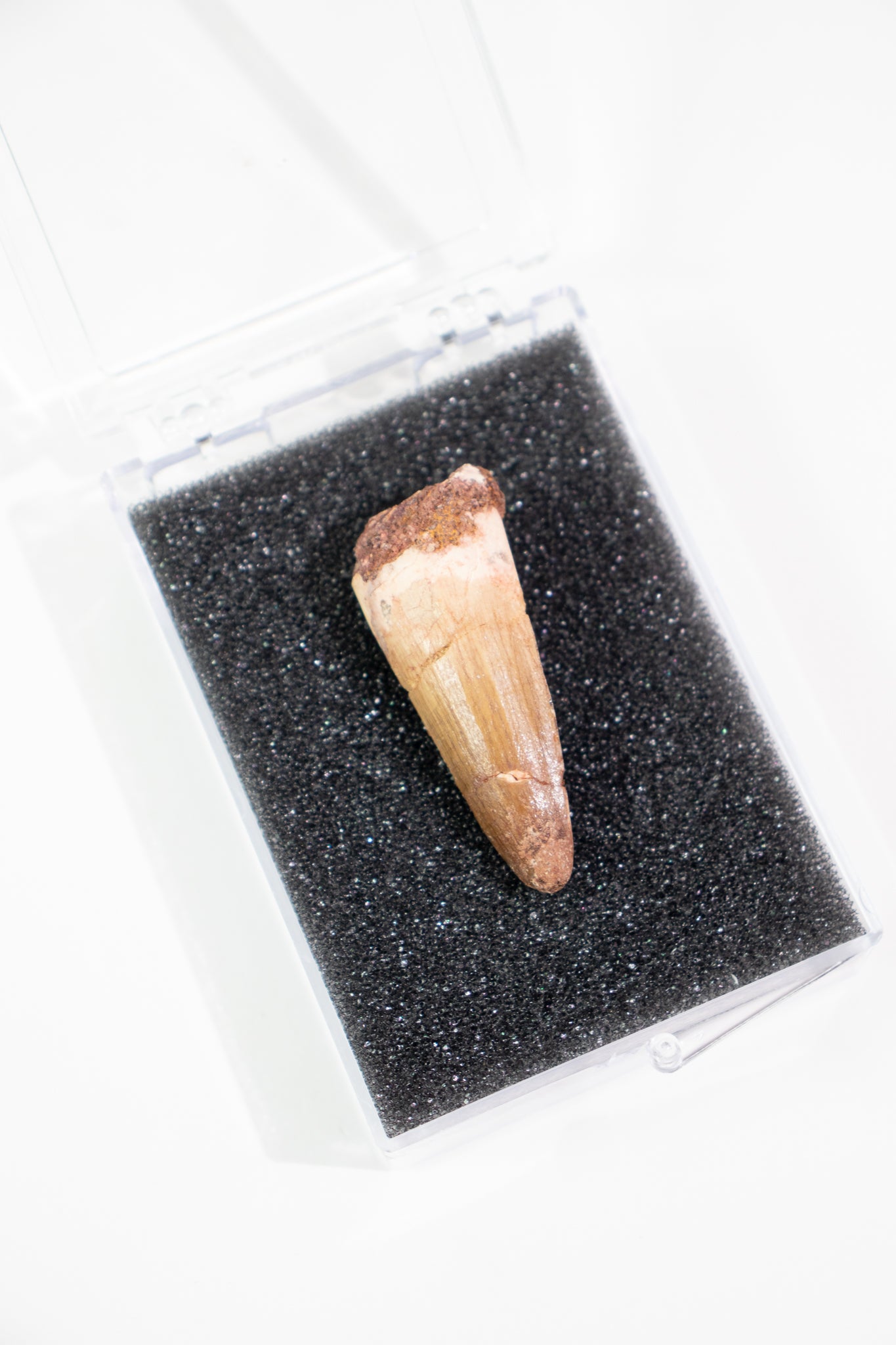 Spinosaurus Tooth (#S17)