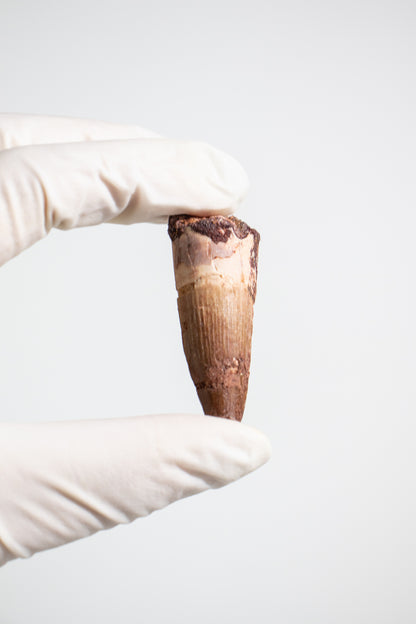 Spinosaurus Tooth (#S17)