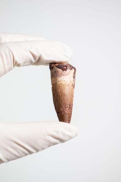 Spinosaurus Tooth (#S17)