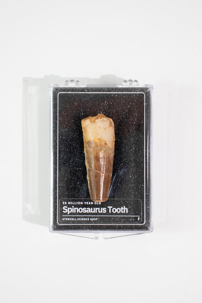 Spinosaurus Tooth (#S18)