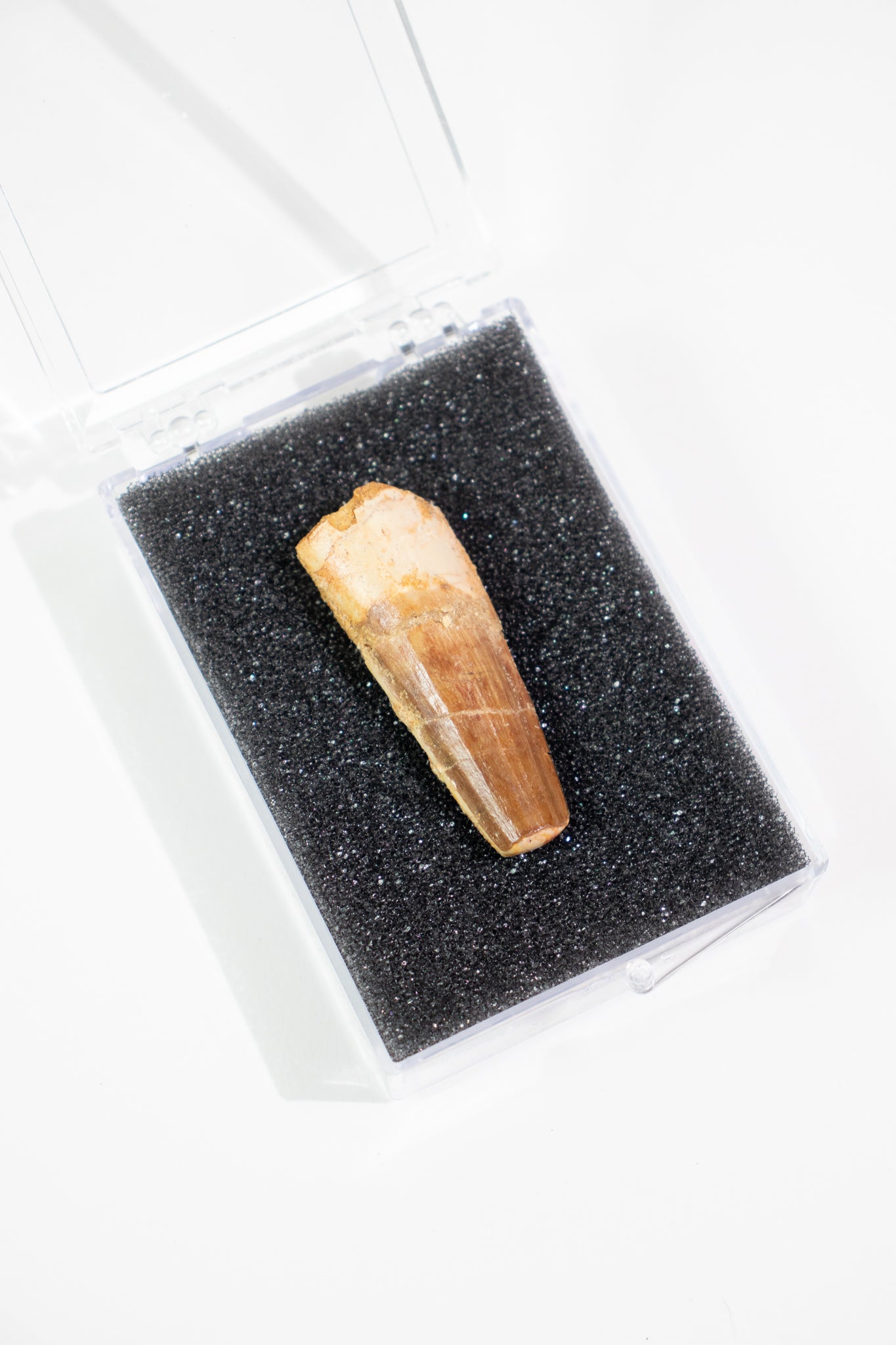 Spinosaurus Tooth (#S18)