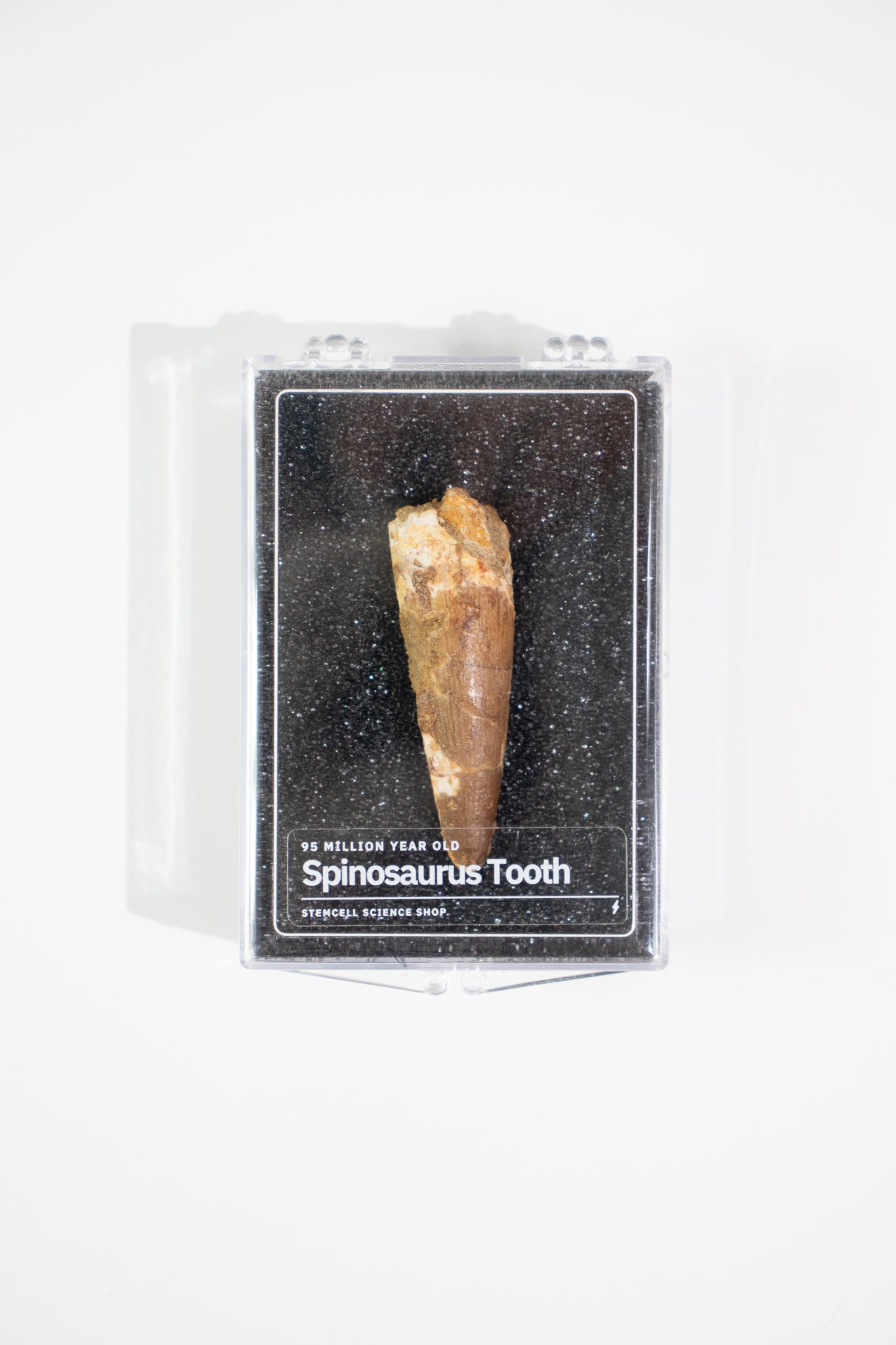 Spinosaurus Tooth (#S19)