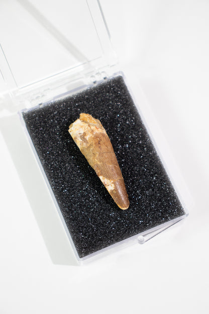 Spinosaurus Tooth (#S19)