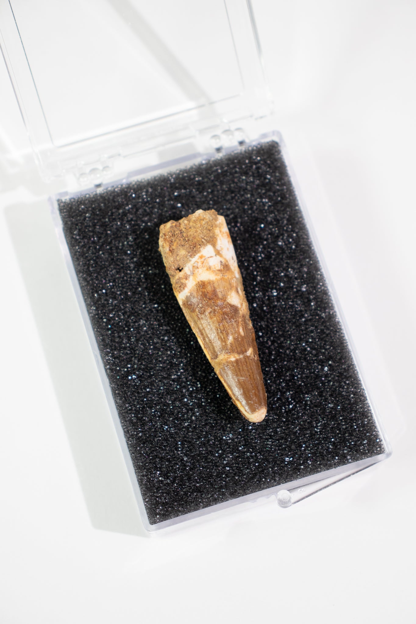 Spinosaurus Tooth (#S19)