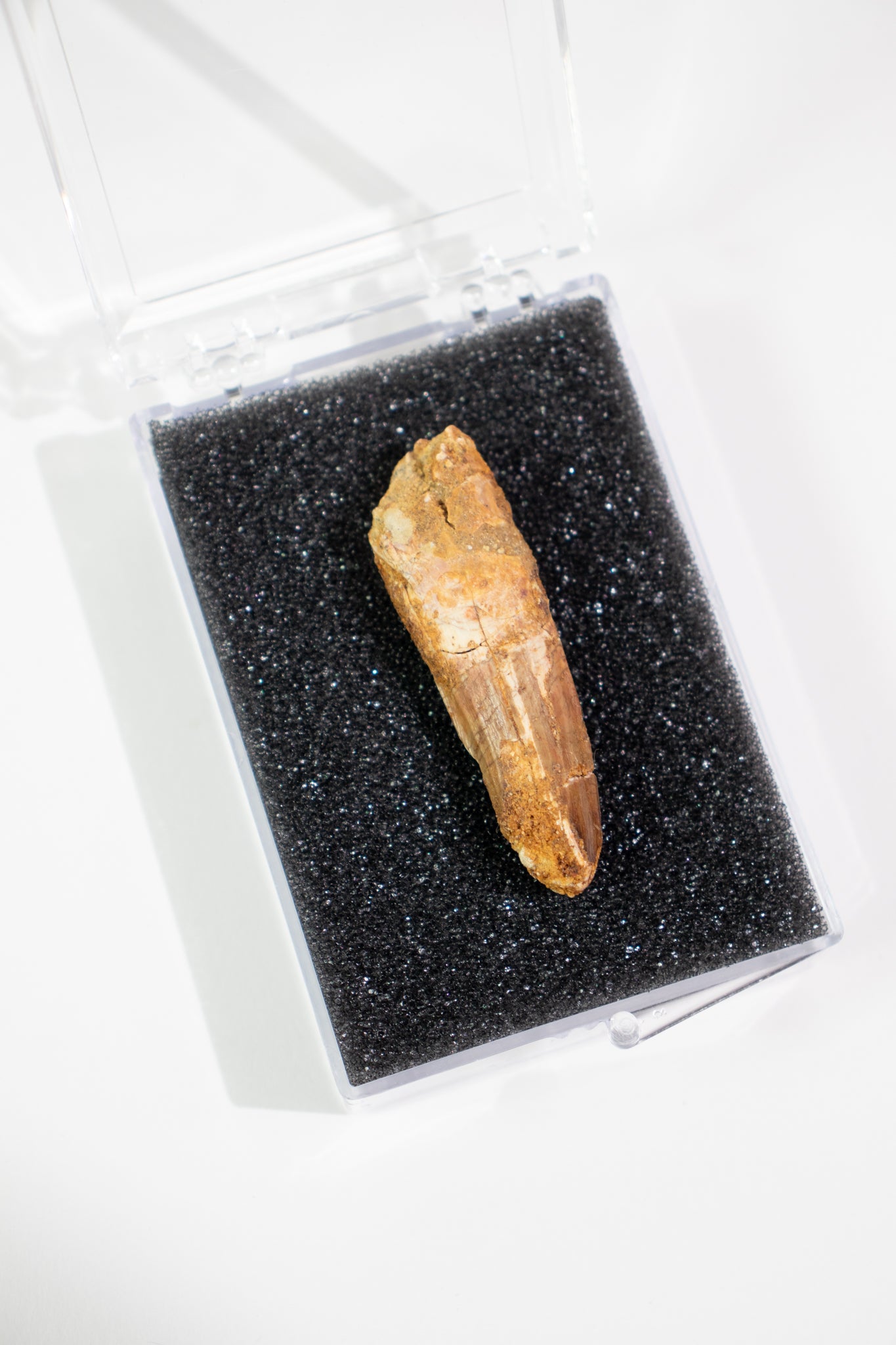 Spinosaurus Tooth (#S20)