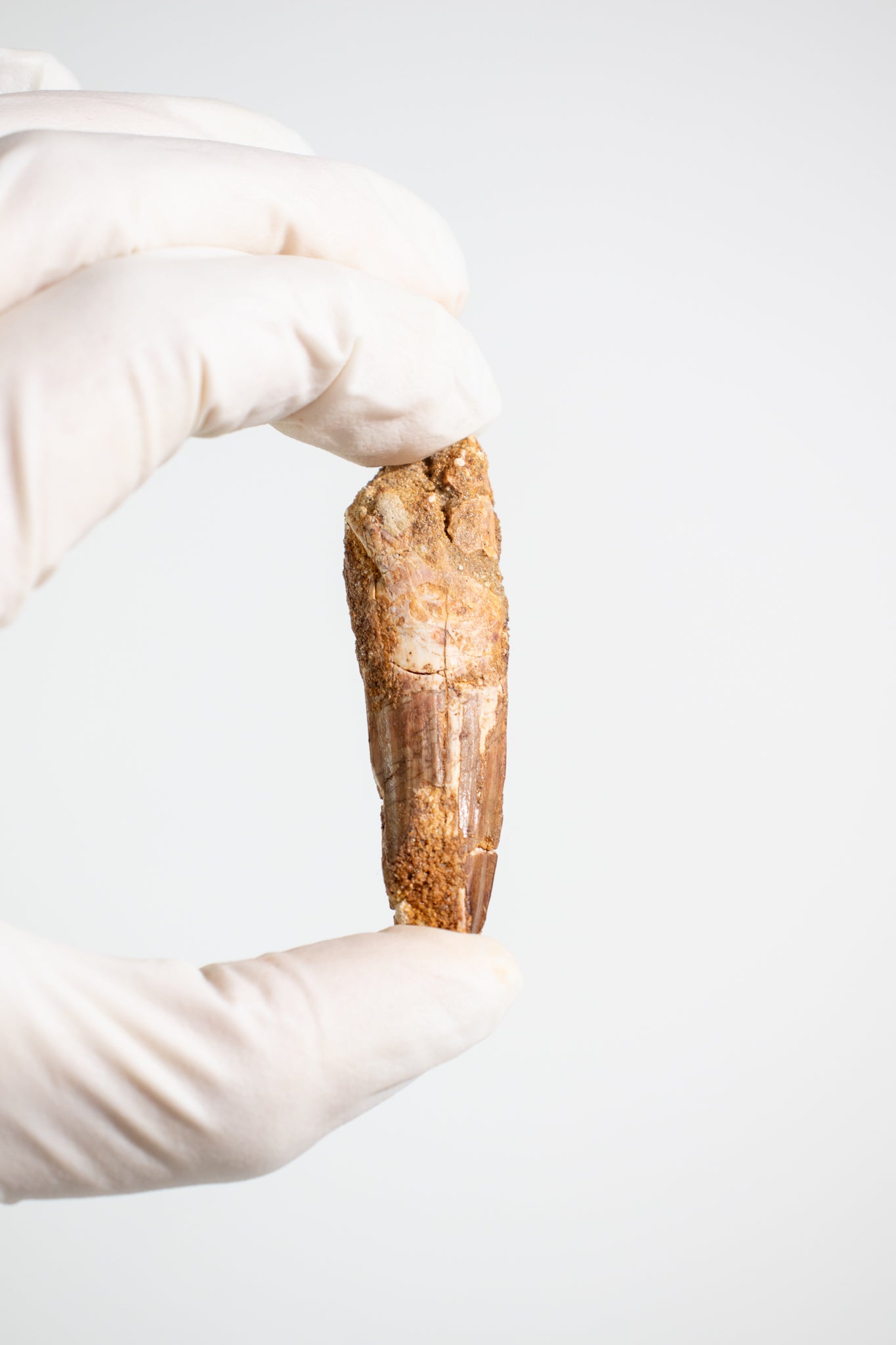 Spinosaurus Tooth (#S20)