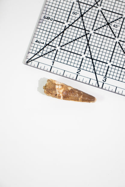 Spinosaurus Tooth (#S19)