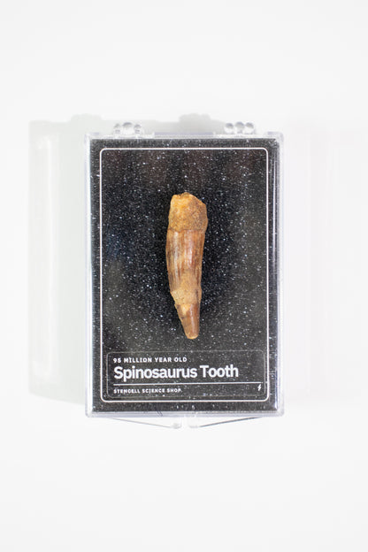 Spinosaurus Tooth (#S21)