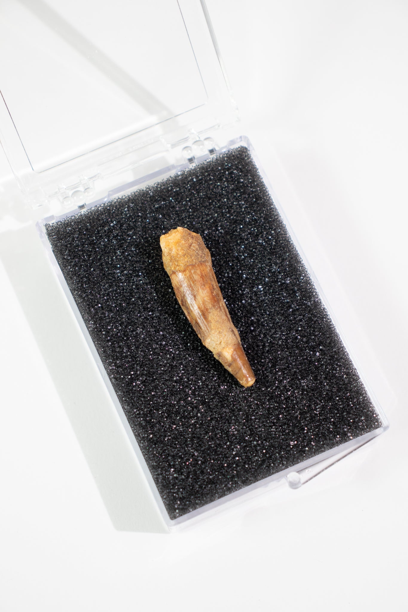 Spinosaurus Tooth (#S21)