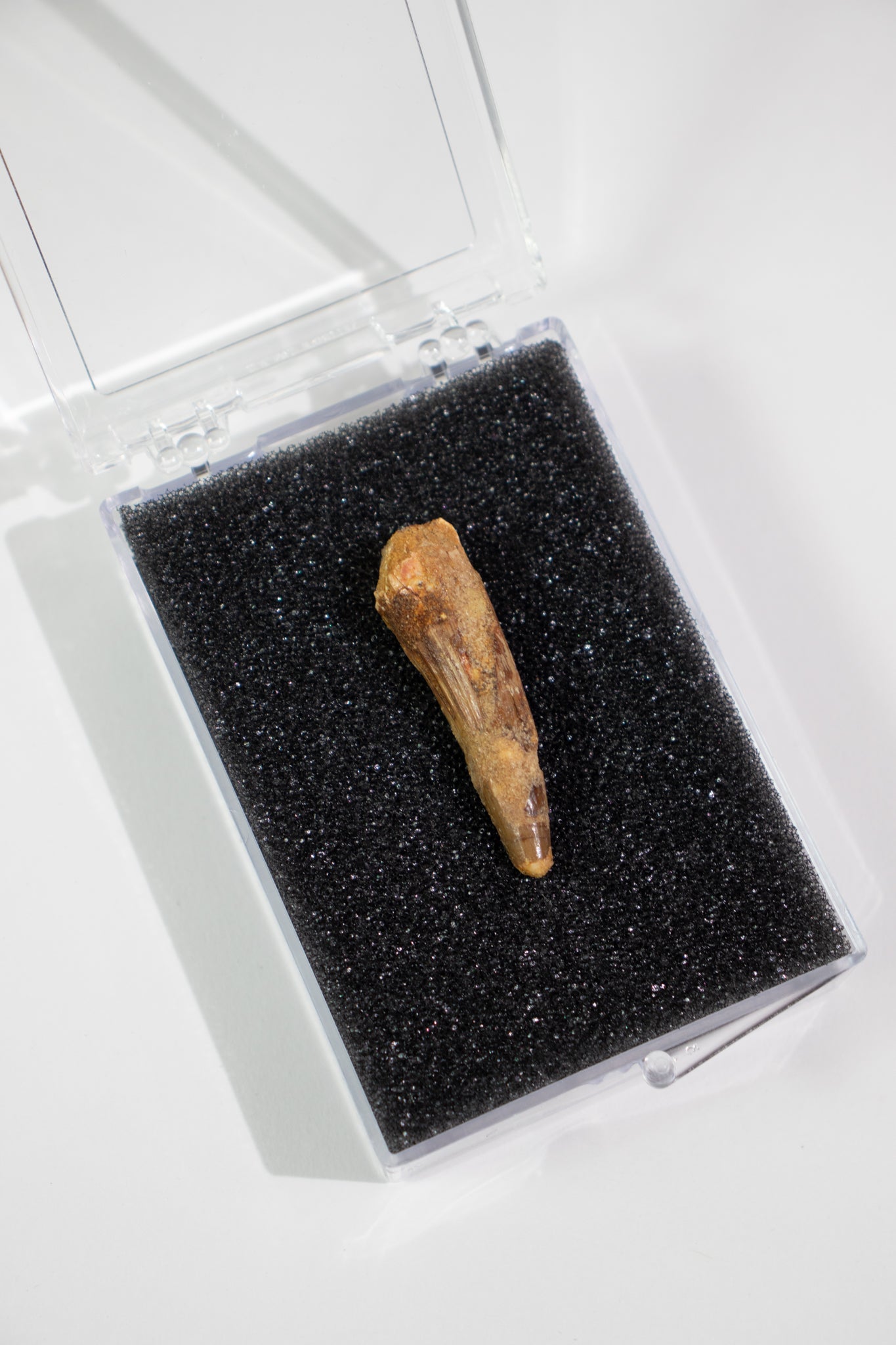 Spinosaurus Tooth (#S21)