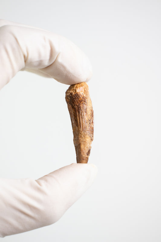 Spinosaurus Tooth (#S21)