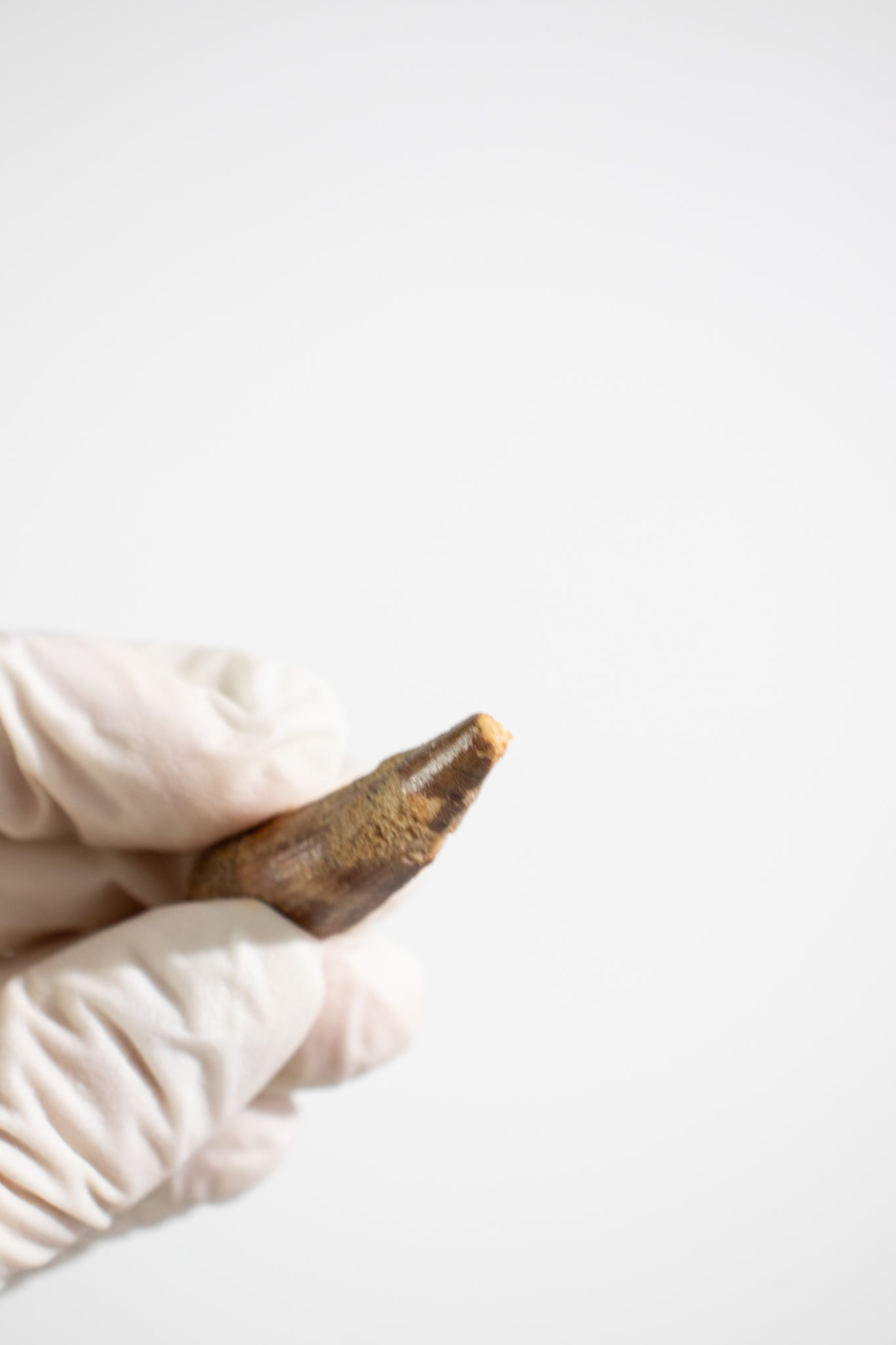 Spinosaurus Tooth (#S21)