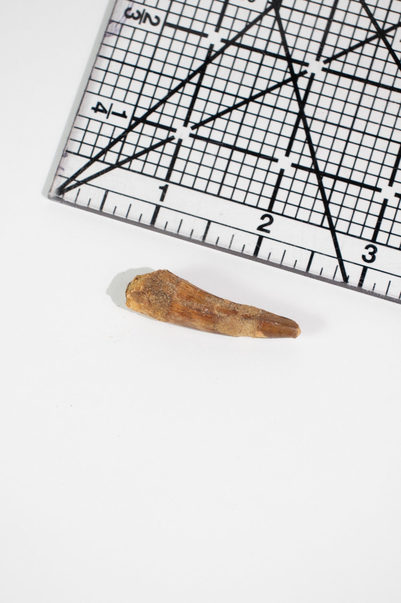 Spinosaurus Tooth (#S21)