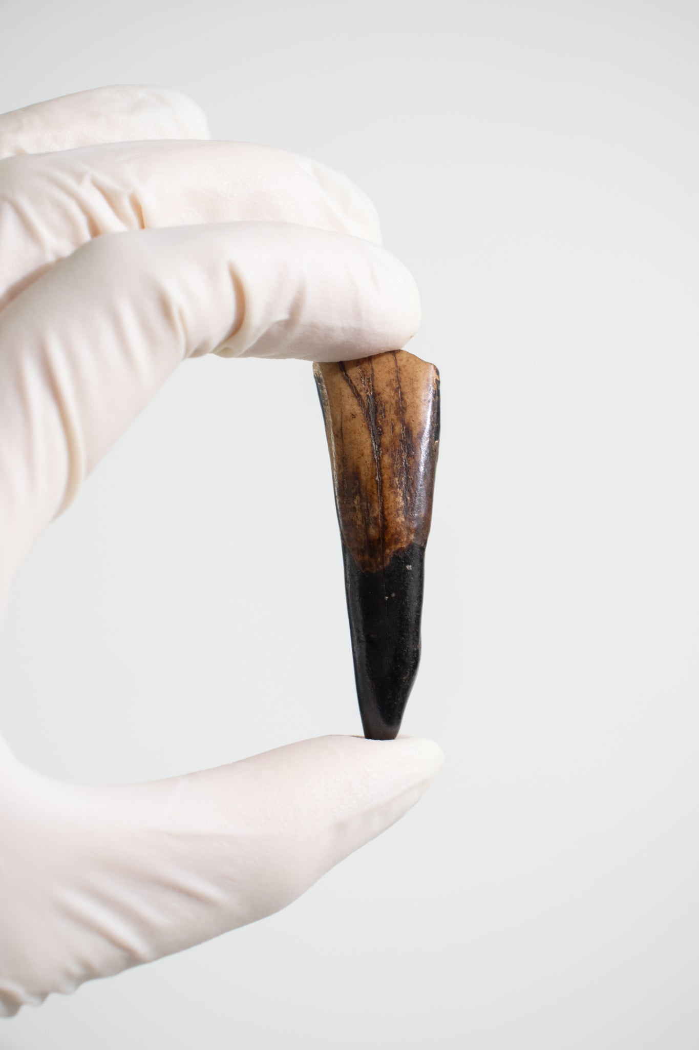 Water Buffalo Tooth