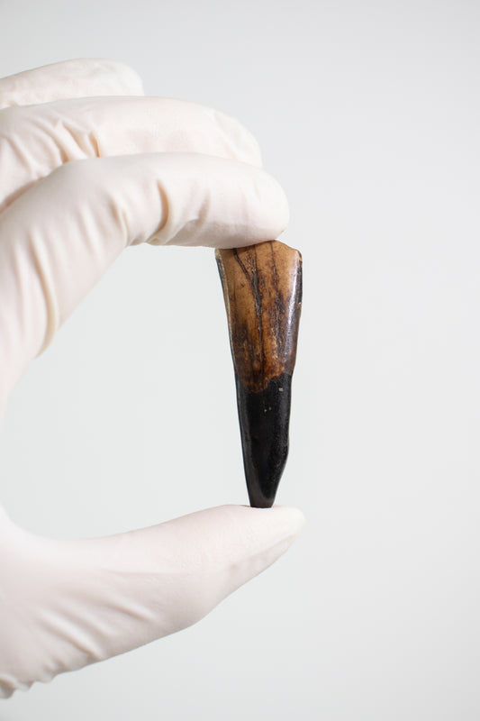 Water Buffalo Tooth