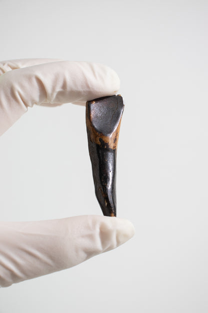 Water Buffalo Tooth