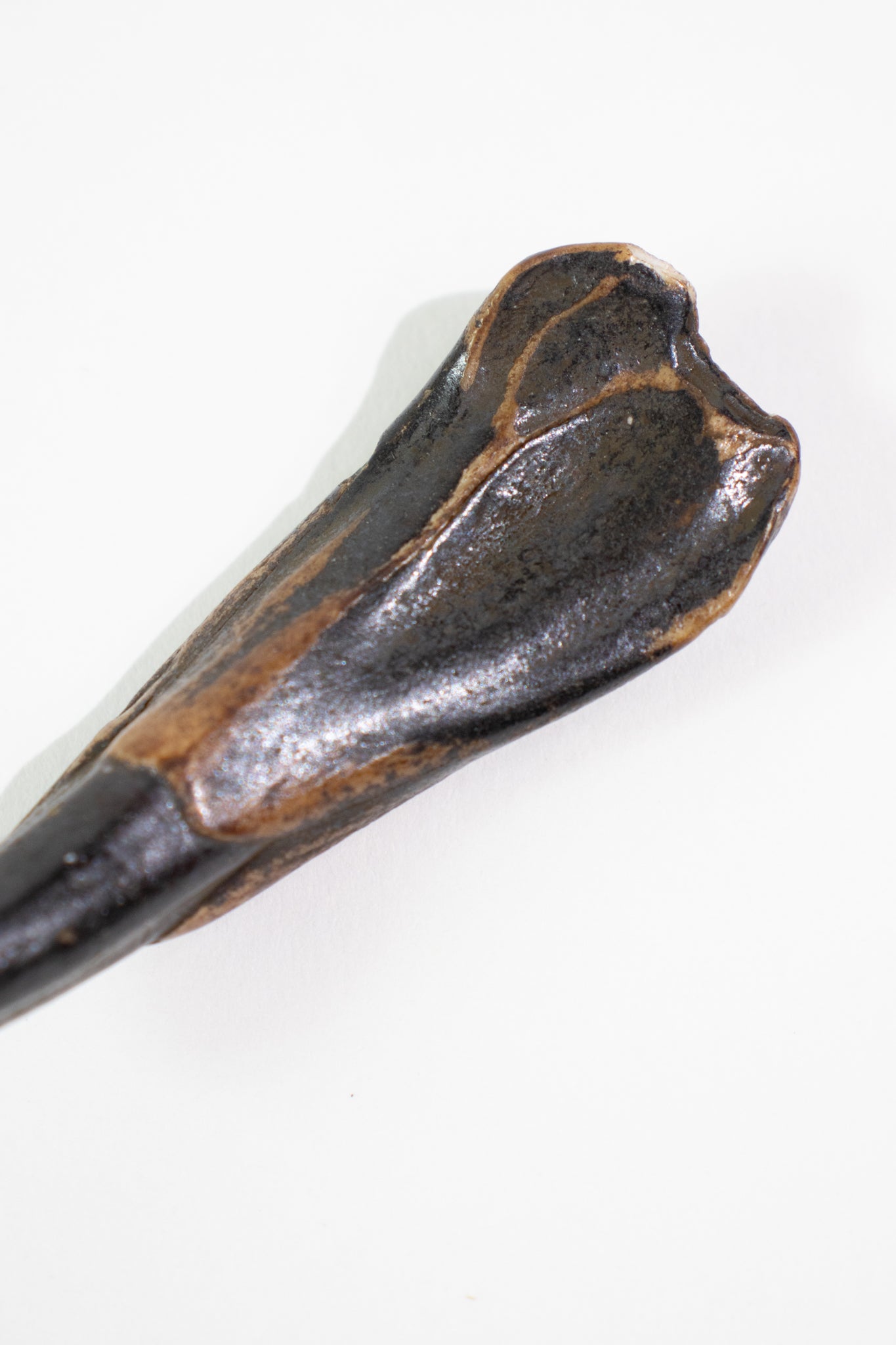 Water Buffalo Tooth