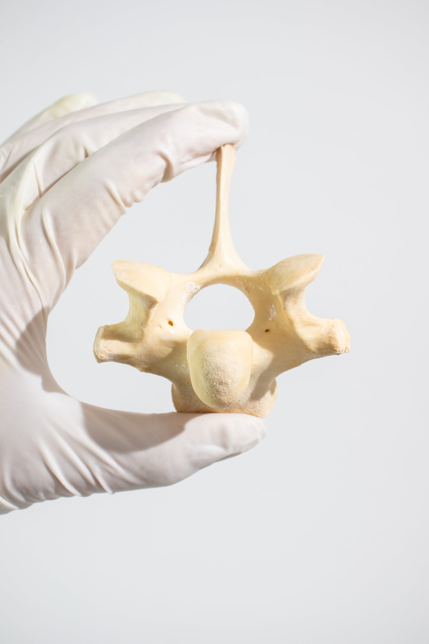 Wild Boar Vertebrae