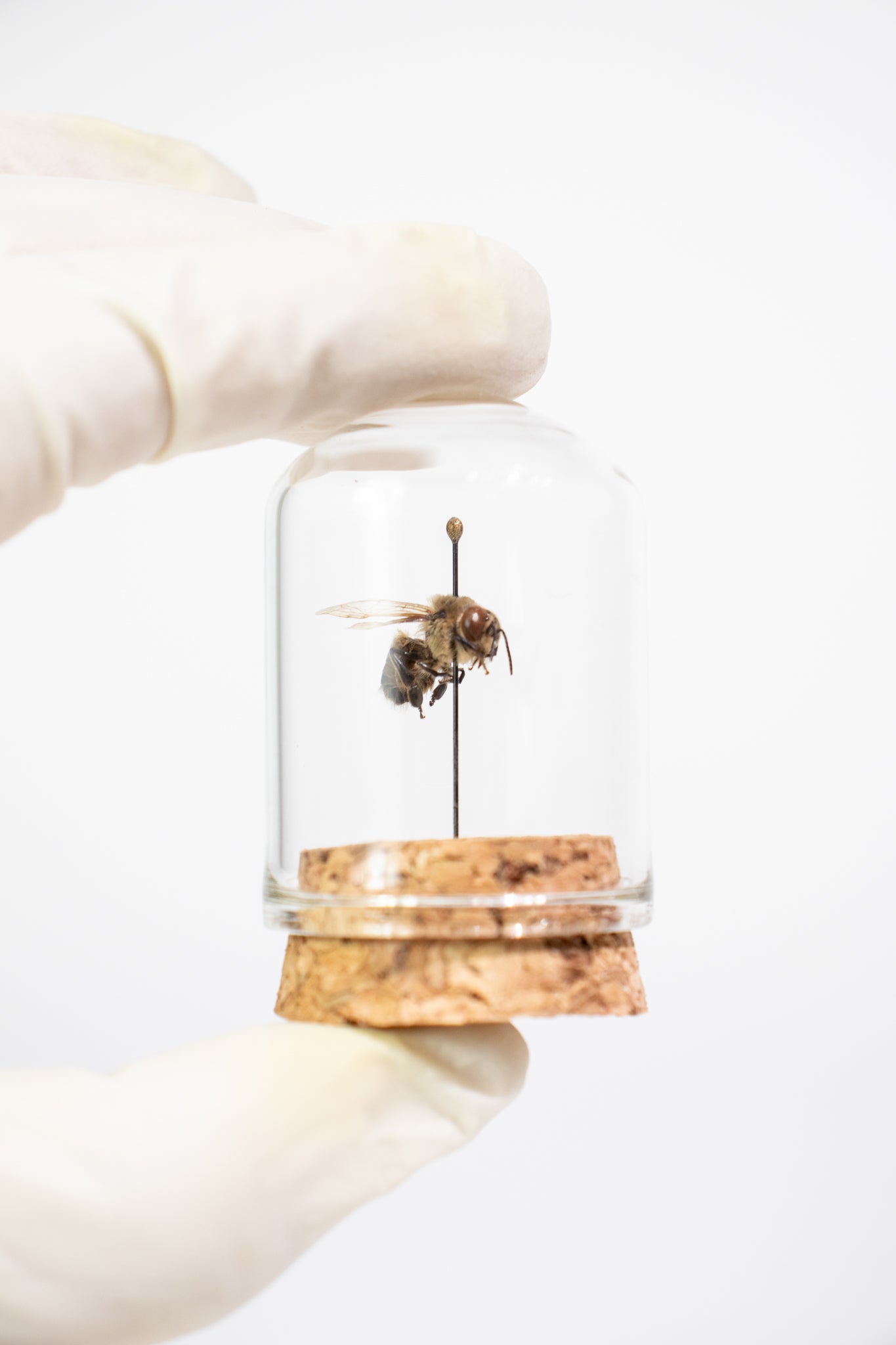 European Honey Bee Display