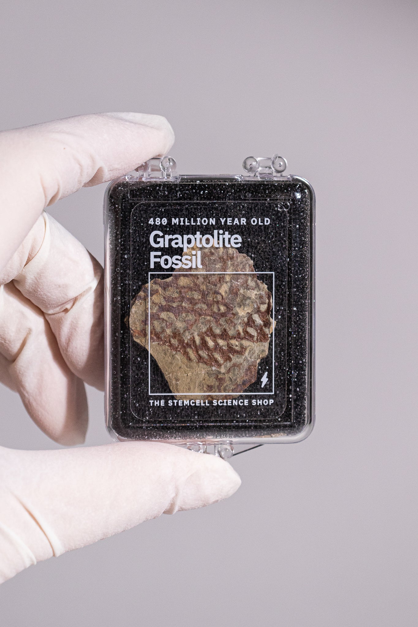 Graptolite - Stemcell Science Shop