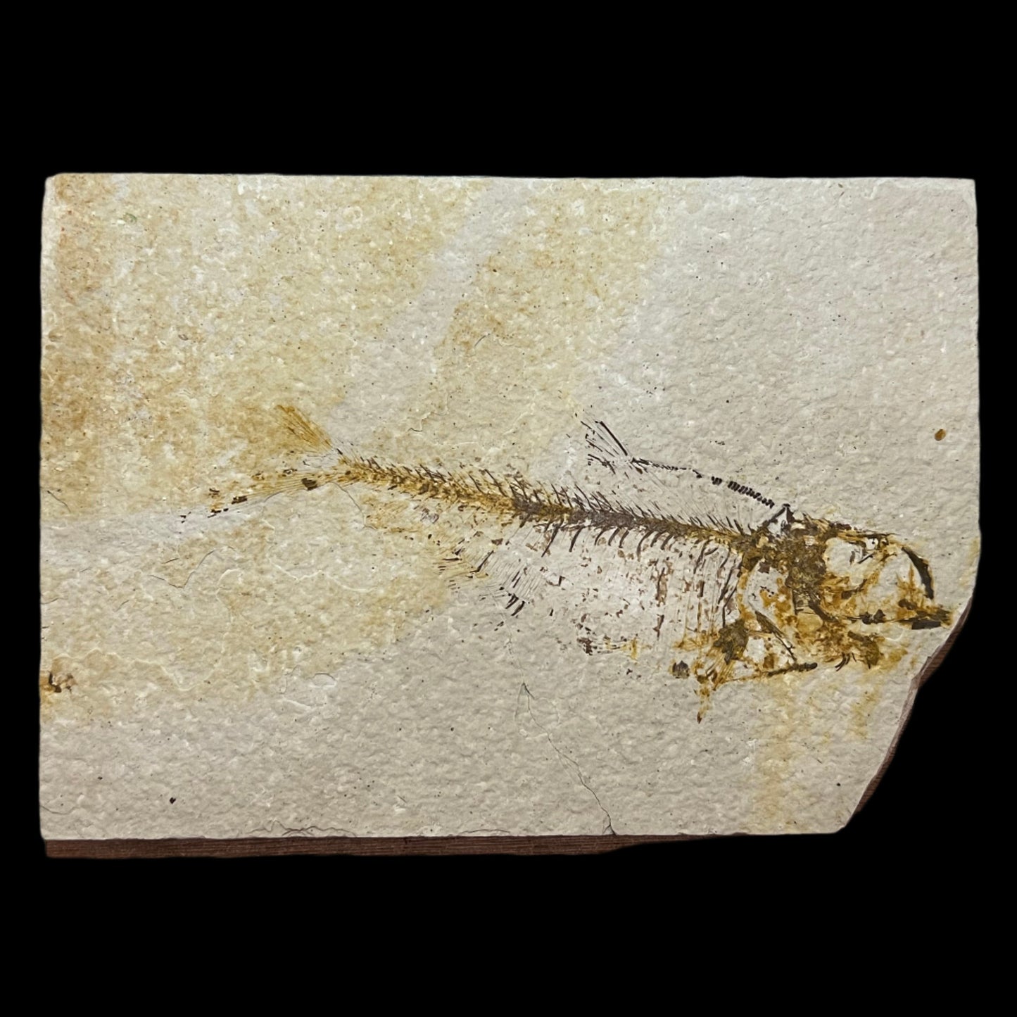 Diplomystus denatus fossil (negative)