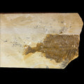 Phareodus sp. fossil (partial), Default Title at Stemcell Science Shop