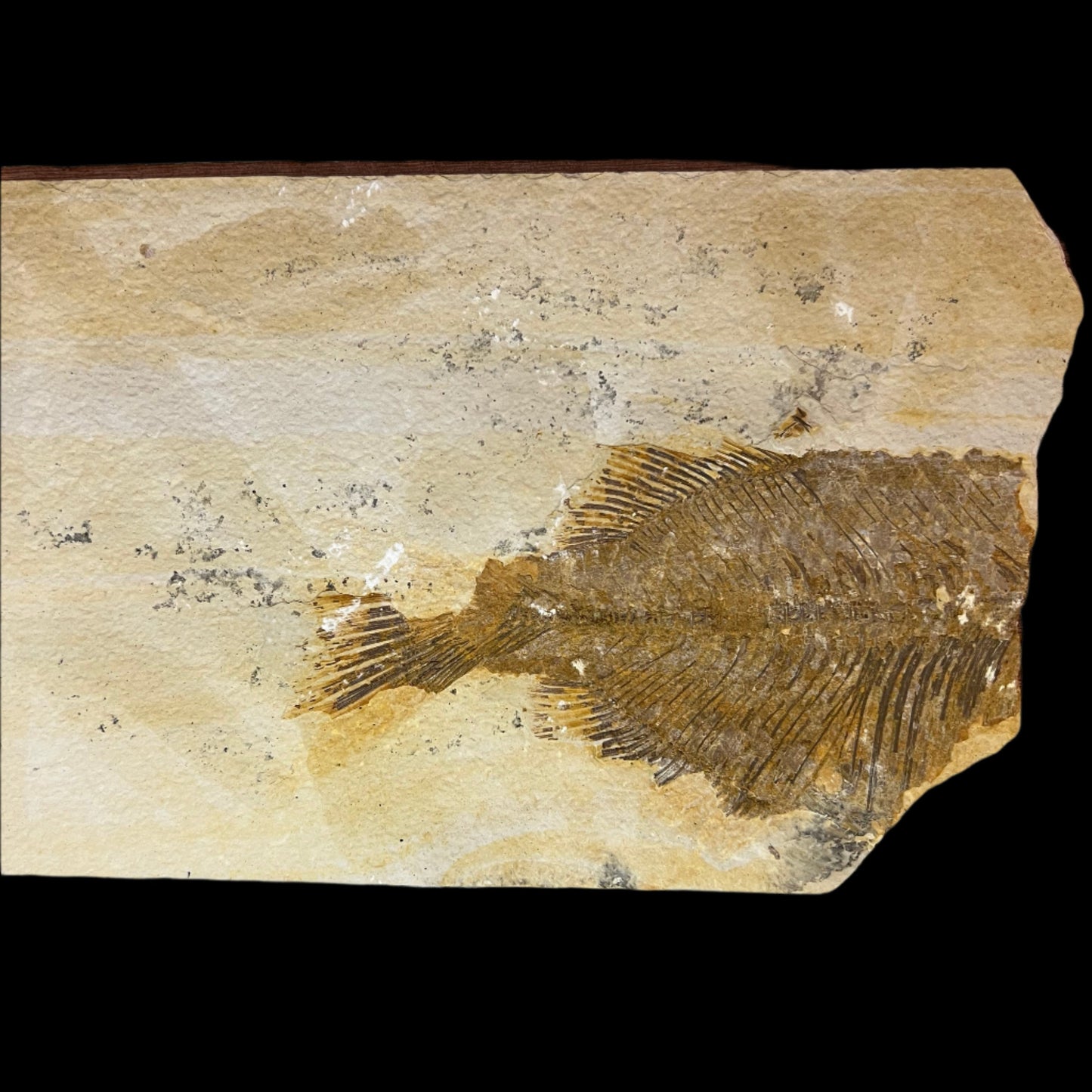 Phareodus sp. fossil (partial)
