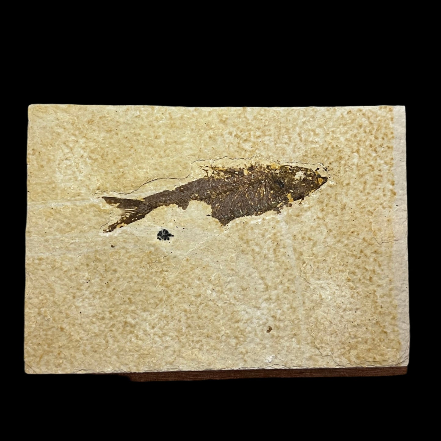 Knightia eocaena fossil