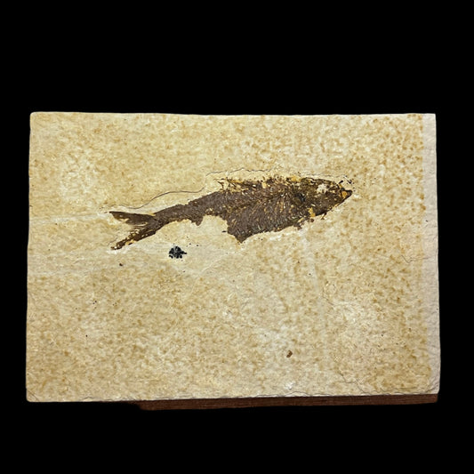 Knightia eocaena fossil