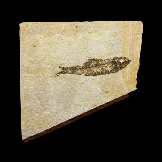 Knightia eocaena fossil